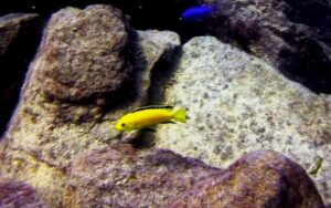 Labidochromis caeruleus 'Mbowe Island'